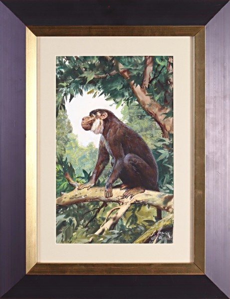 Aegyptopithecus zeuxis Simons 1/4 Aegyptopithecus zeuxis Simons
