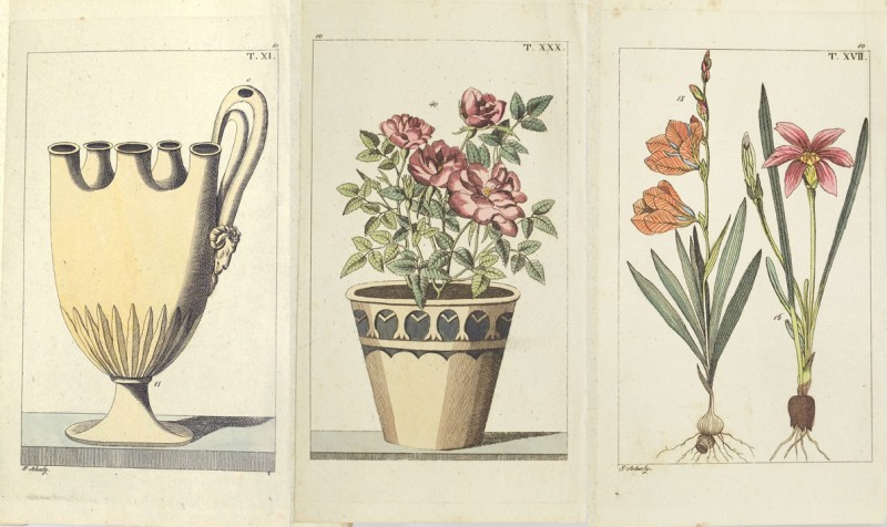 Wilhelm´s Naturgeschichte, Pflanzenreich 10 1/5 Wilhelm´s Naturgeschichte, Pflanzenreich 10